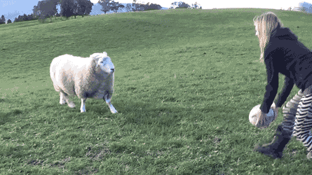 Koyun Yetiştirmek