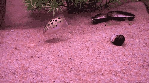 Akvaryum Balığı Yetiştirin